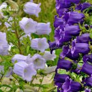 Rare Light Dark Purple Campanula Bellflower Flowers, 50 Seeds,