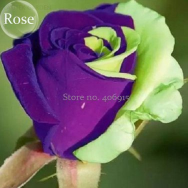 Rare Purple Green Rose Flower, 50 Seeds