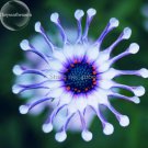 Heirloom Rare Purple Blue 'spider' Chrysanthemum Perennial Flowers, 50 Seed