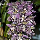Rare Beautiful Butterfly Orchid Flowers, 100 Seeds