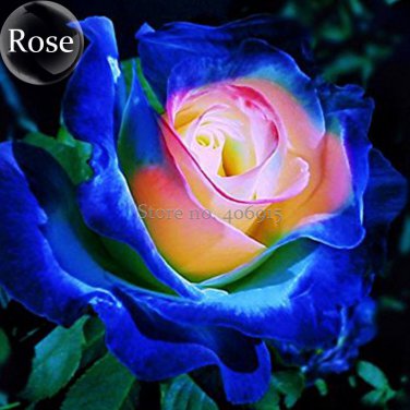 Rare Dark Blue Roses with Light Orange Heart, 50 Seeds,