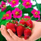 Rare Toscana F1 Fleurostar Strawberry, 100 Seed