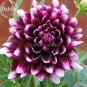 Rare Dark Purple Dahlia Flower with white edge, 50 Seed
