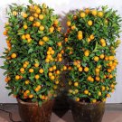 Heirloom Bonsai Ornamental Sweet Orange Fruit Tree, 20 Seeds,  delicious healthy nutrition