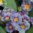 Rare Blue White Striped Evening Primrose with yellow eyes, 30 SeeDS