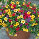 'Huakai Darong' Mixed Bonsai Petunia Hybrid Seeds, 200 seeds,