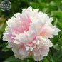 Caifeng' Pinkish White Peony Seeds 5 seed