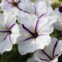 White Purple Petunia Seeds 200 Seeds