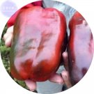 BELLFARM Russian Giant Sweet Pepper Seeds, 100 Seeds,