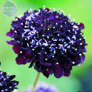 BELLFARM Scabiosa Atropurpurea Black Knight Kings Seeds, 20 Seeds