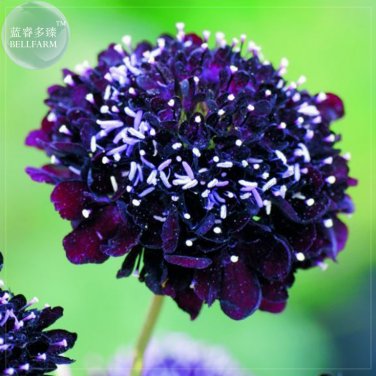 BELLFARM Scabiosa Atropurpurea Black Knight Kings Seeds, 20 Seeds