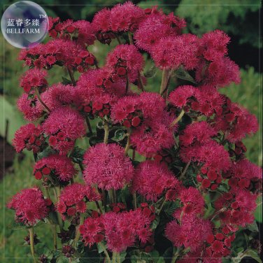 BELLFARM Ageratum Red Sea Seeds, 10 Seeds