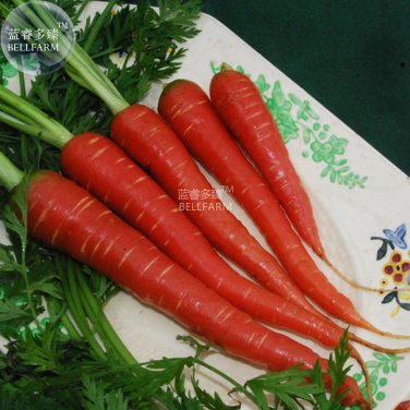 BELLFARM Atomic Carrot Seeds, 100 Seeds