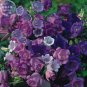 BELLFARM Canterbury Bells Mixed Perennial Flower Seeds, 50 seeds