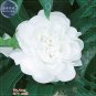 BELLFARM Balsam Purely White Perennial Flower Seeds, 20 seeds
