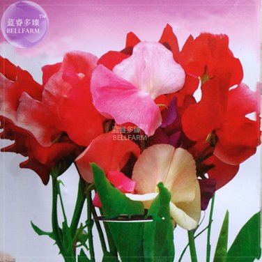 BELLFARM Sweet Pea Mixed Flower Seeds, 10 seeds