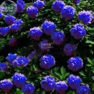 BELLFARM Peony Dark Blue Climbing Flower Seeds, 5 seeds