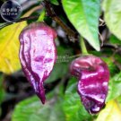 BELLFARM Pepper Purple Ghost Bhut Jolokia Seeds, 15 seeds