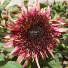 BELLFARM Sunflower 'Double Dandy' Seeds