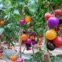 BELLFARM Rainbow Tomato Seeds, 100 Seeds,