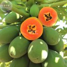BELLFARM Hainan Red Papaya Green Skin Fruit Seeds, 6 seeds