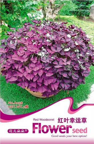 2 seeds / pack, Red Woodsorrel Oxalis Corymbosa Flower Seed