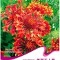 30 seeds / pack,  Gaillardia Pulchella Sundance Seeds Beautiful Blanket Flower