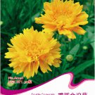 30 seeds / pack, Yellow Coreopsis Sunray Lance Leaf