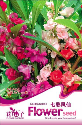 40 seeds / pack, Mix Colorful Garden Balsam Impatiens Balsamina Fresh Flower Seeds
