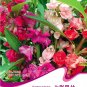 40 seeds / pack, Mix Colorful Garden Balsam Impatiens Balsamina Fresh Flower Seeds