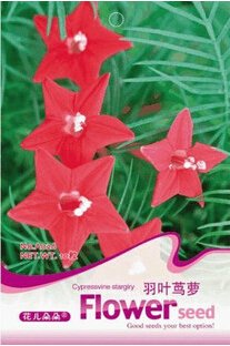 10 seeds / pack, Red Cypress Vine Humming Bird Vine Perennial Climbing Flowers Heirloom