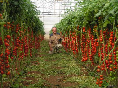 Tsifomandra Tomato Tree Seeds, professional pack, 100 Seeds