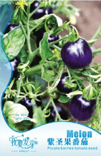 25 seeds /pack, Indigo Rose PURPLE / BLUE TOMATO Organic NON-GMO seeds High Anthocyanin