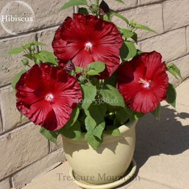 Heirloom Deep Red Hibiscus Bonsai Seeds, 20 Seeds, very beautiful flowers
