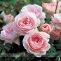 Rare 'Queen of Sweden' Pink Rose Shrub Flower Seeds 50 Seeds  Light Fragrant Garden Flowers