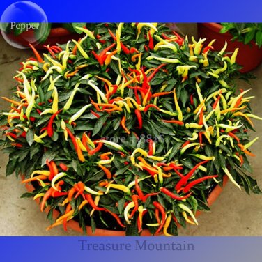 100% Genuine Capsicum Dream Sally  Pepper 15 seeds colorful bonsai vegetables