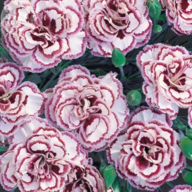 Dianthus 'Grans Favourite' Pinks Perennial Garden Plug Plants 200 Seeds big double flowers
