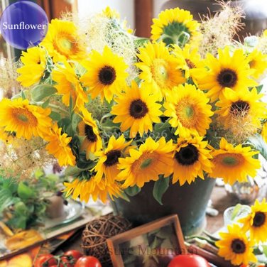 Cut Flower Sunflower Seeds Helianthus Annuus 15 seeds Turnsole plant