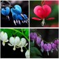 Lamprocapnos spectabilis Mixed Bleeding Heart Perennial Herbs Flower 5 seeds