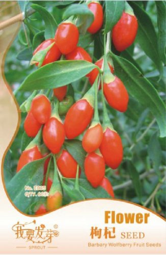 60 seeds  fresh goji Chinese Wolfberry Lycium barbarum MuraliShrub Bush Fruit Seeds