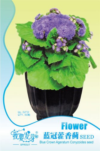 Blue Ageratum Conyzoides Bonsai Herbal Flower Seeds Original Pack 60 Seeds