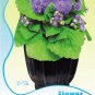Blue Ageratum Conyzoides Bonsai Herbal Flower Seeds Original Pack 60 Seeds