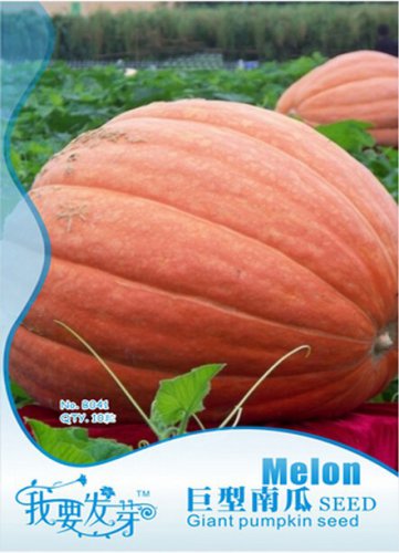 6 seeds  Atlantic Giant Pumpkin Seeds