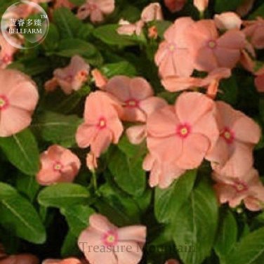 Violet Star Vinca Flower Seeds  10 Seeds