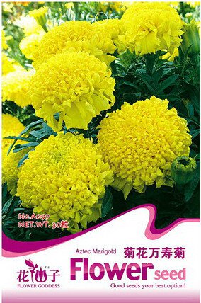 30 Seeds  Marigold African Crackerjack Yellow Seeds