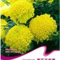 30 Seeds  Marigold African Crackerjack Yellow Seeds