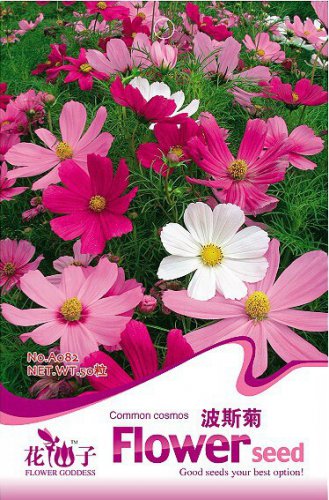 50 Seeds  Cosmos Sensation Mix Flower Seeds Bipinnatus Mexican aster Annual Herb