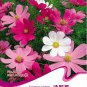 50 Seeds  Cosmos Sensation Mix Flower Seeds Bipinnatus Mexican aster Annual Herb