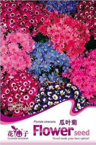 30 Seeds  Cineraria Hybrida Royalty Mixed Flower Annual Shade Loving or Indoor