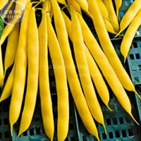 8+ Bush Beans Yellow Wax Bean Seeds organic vegetables